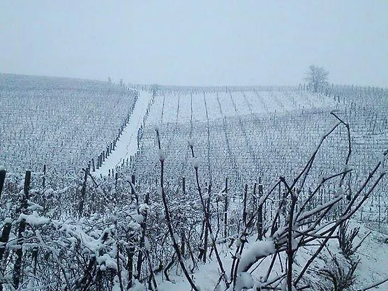 Gran Collina * San Damiano dʼAsti